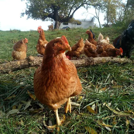 Biofarma Dolejsi Mlyn Farm stay
