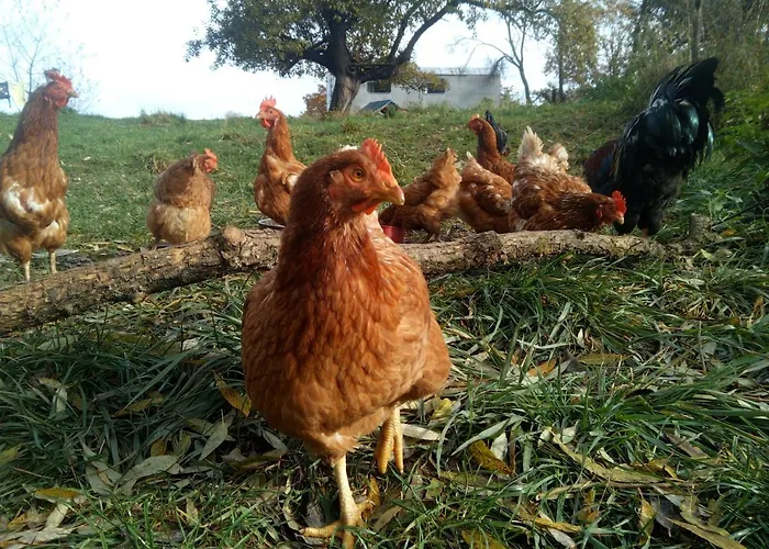 Biofarma Dolejsi Mlyn Gospodarstwo agroturystyczne